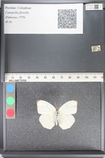 Media type: image;   Entomology 116899